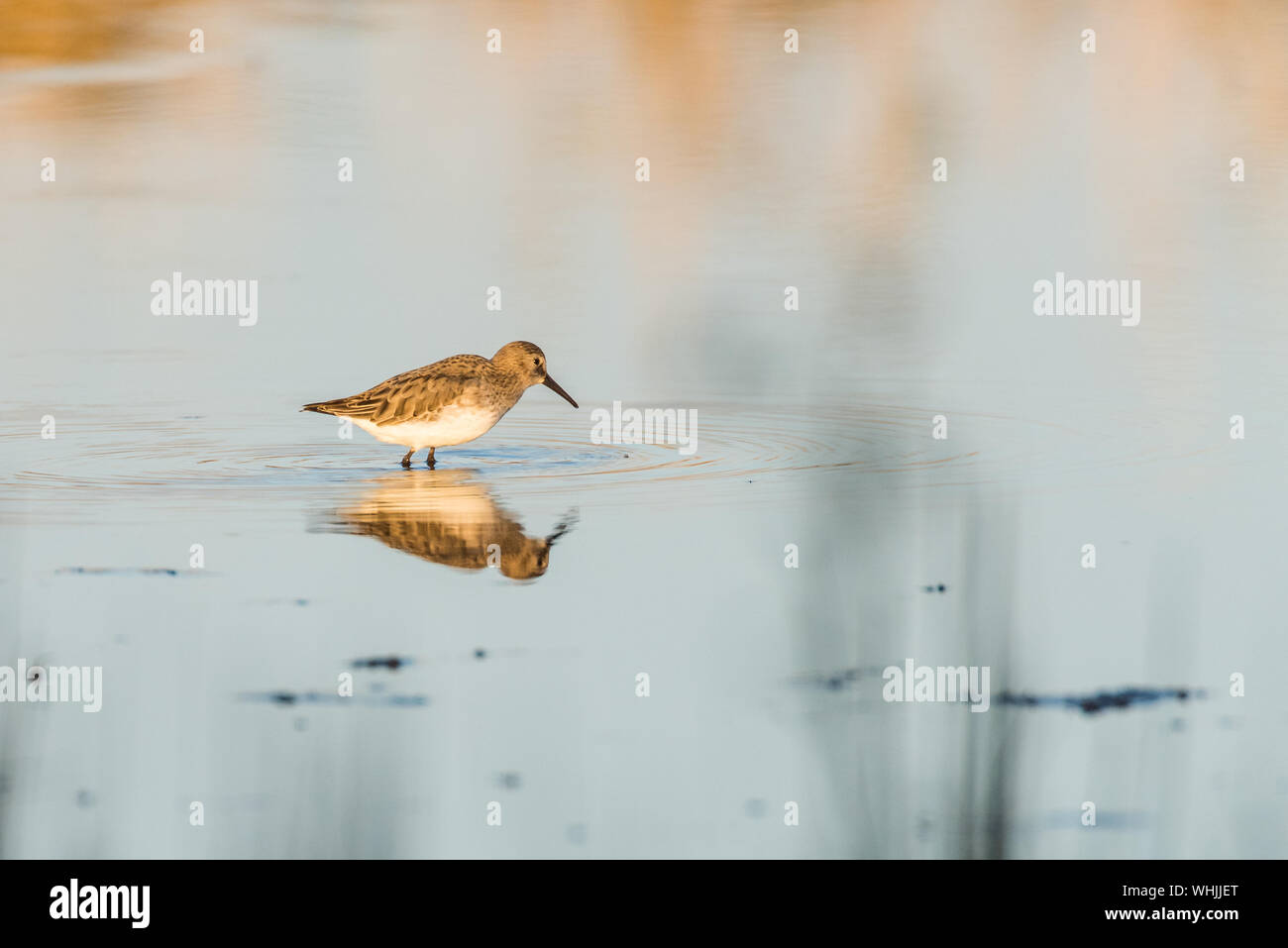 Dunlin, Calidris alpina, guadare in piscina calma al tramonto, bagliore arancione per acqua in background. Copia dello spazio. Foto Stock