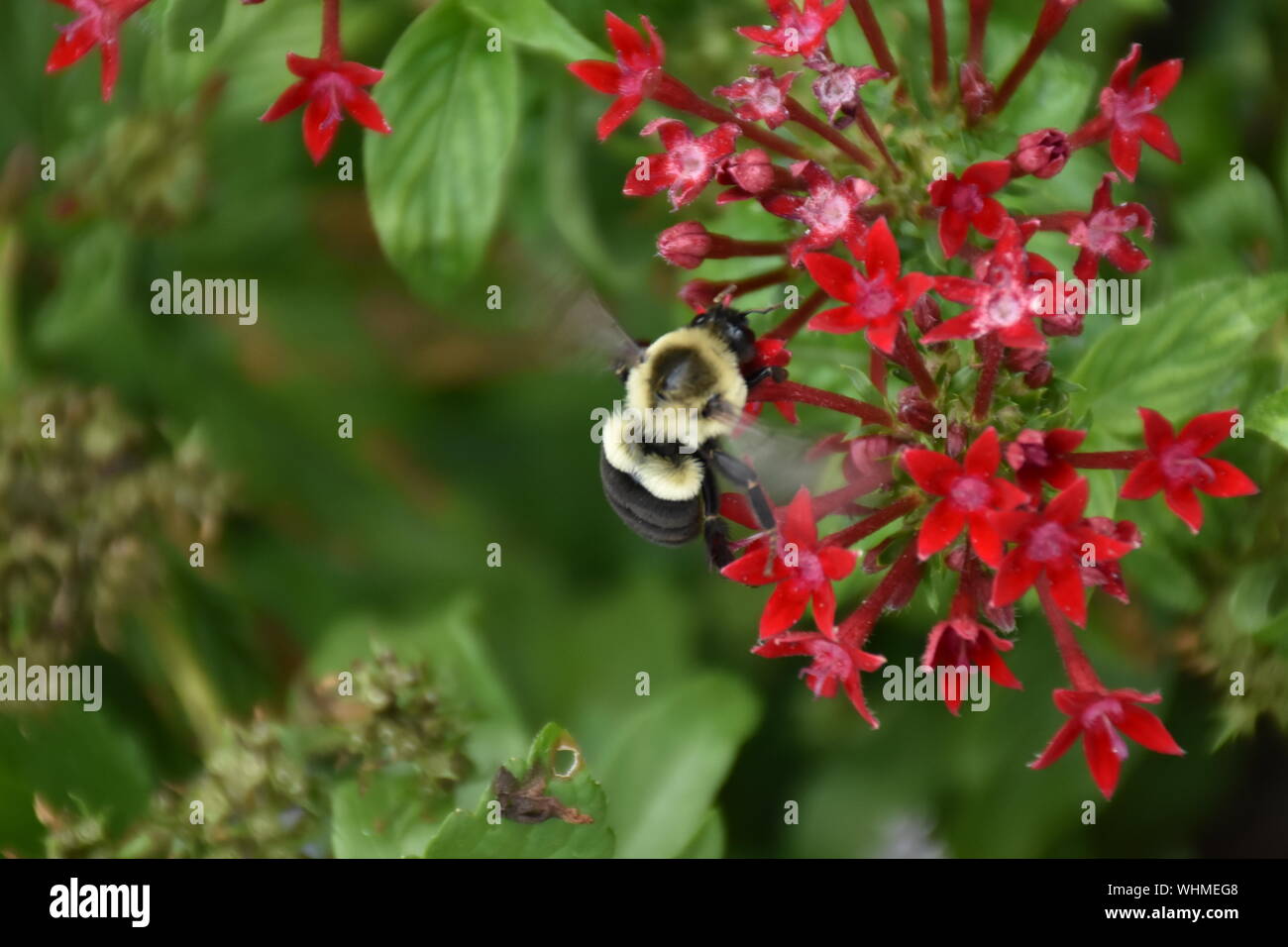 Ho creato questa immagine macro di un ape su un fiore o api su un fiore per mettere in pratica la mia fotografia macro competenze.Questo ape è anche chiamato un umile ape. Foto Stock