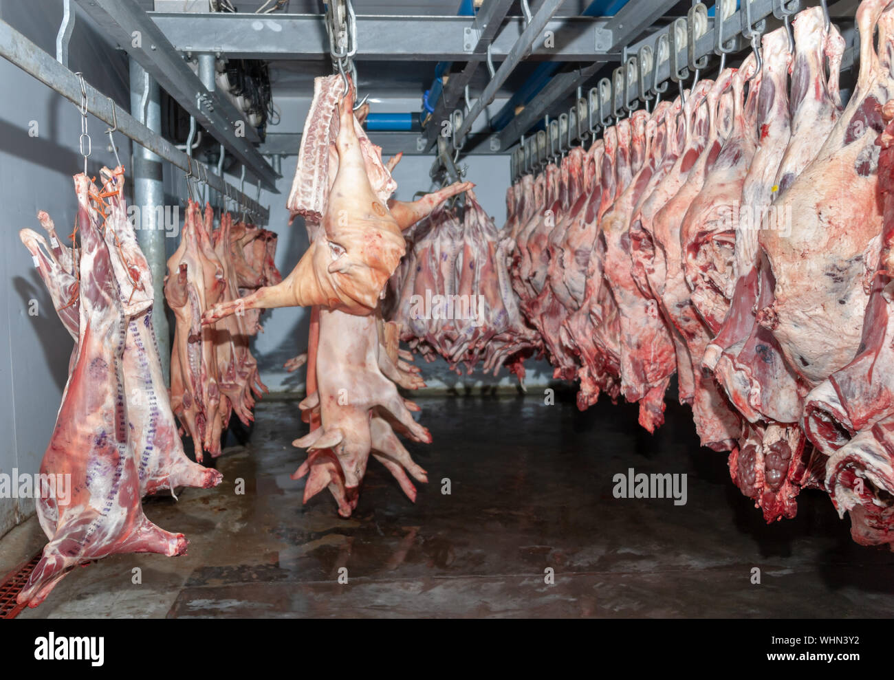 I maiali appesi a un macello processo industriale di carne Foto Stock