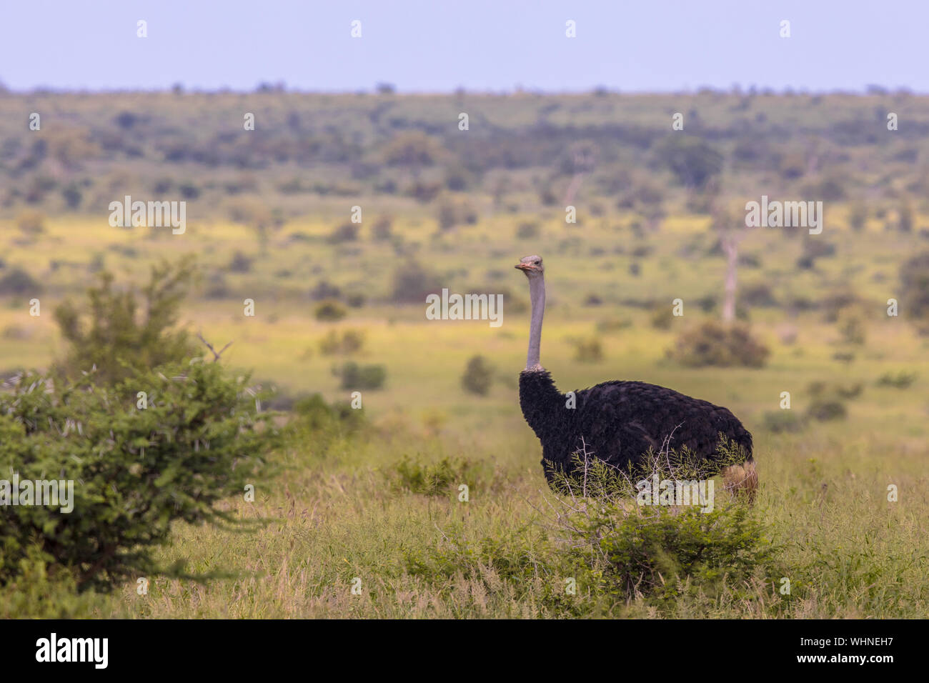 Struzzo Sudafricano (Struthio camelus australis) maschio sulla savana verde in Satara bushveld savana del Parco Nazionale Kruger Sud Africa guardando ca Foto Stock