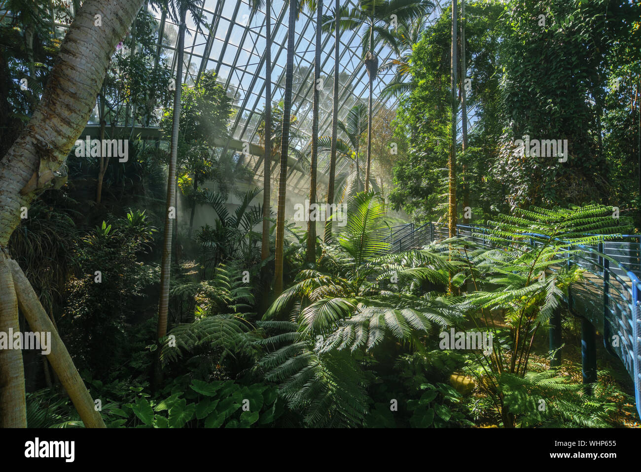 Adelaide Botanic Garden, il bicentenario del Conservatorio, foresta pluviale tropicale serra in Adelaide, SA, Australia Foto Stock