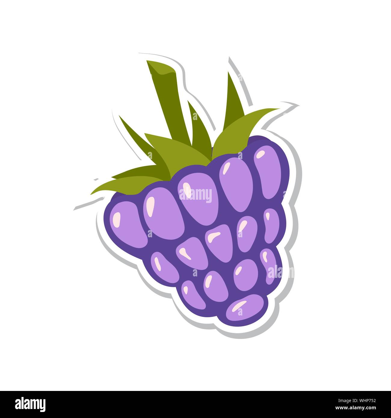 Blackberry. Frutta dolce. Frutti di bosco isolato su sfondo bianco. Illustrazione Vettoriale. Illustrazione Vettoriale