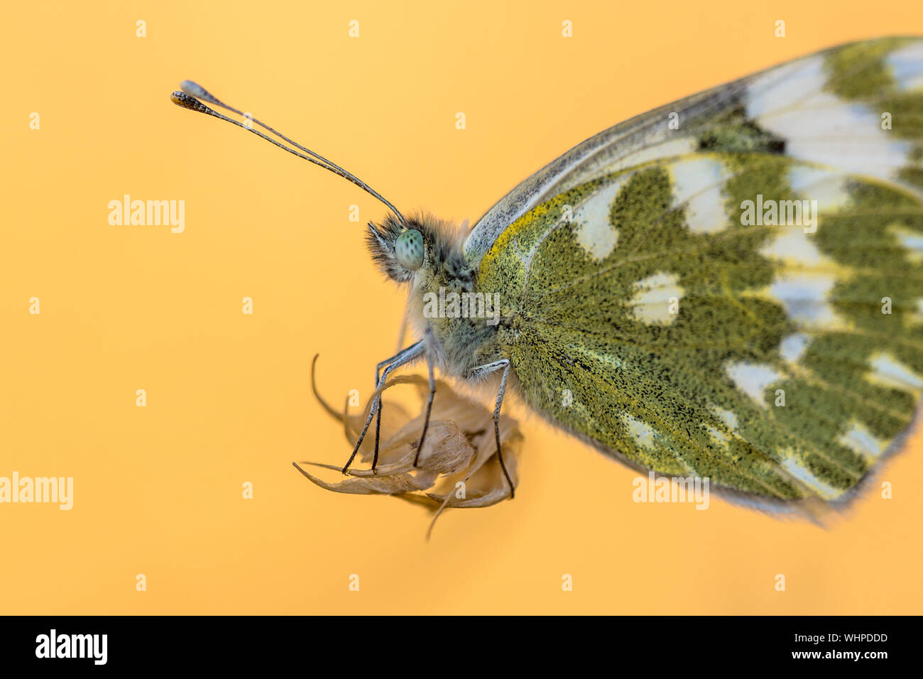 Chiudere fino a farfalla per vasca da bagno bianco (Pontia daplidice) in appoggio sulla pianta illuminato con sfondo arancione Foto Stock