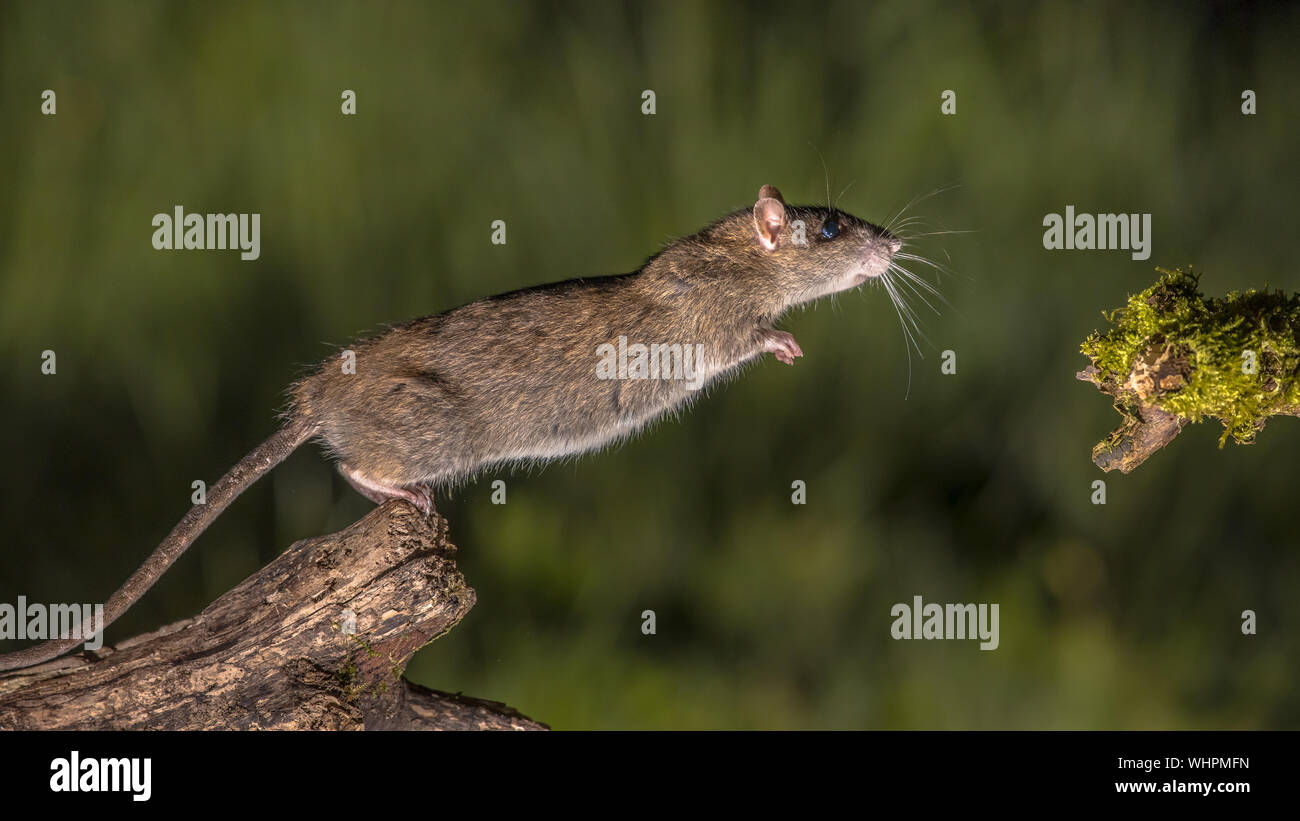 Wild marrone (ratto Rattus norvegicus) a partire per passare dal log di notte. Fotografie ad alta velocità immagine Foto Stock