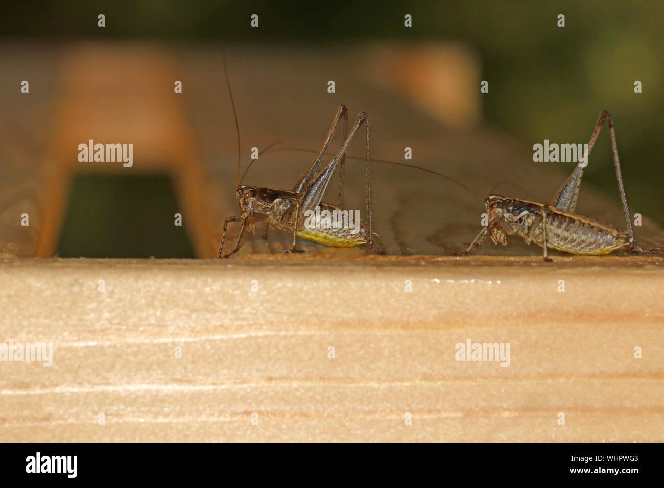 Due paesi mediterranei verruca-snapper, verruca-morsi o bianco di fronte grilli latino albifrons decticus o decticus verrucivorus uno con una zampa posteriore assente Foto Stock