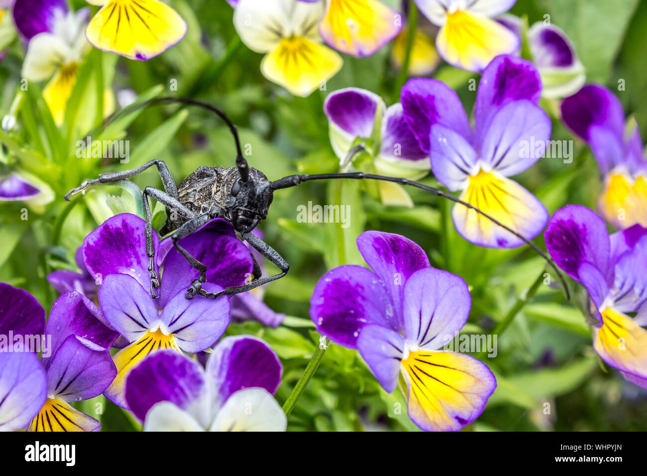 Il grillo con un lungo i baffi siede su un germoglio di fiore in giardino. Fiori con un grosso insetto close-up. Foto Stock