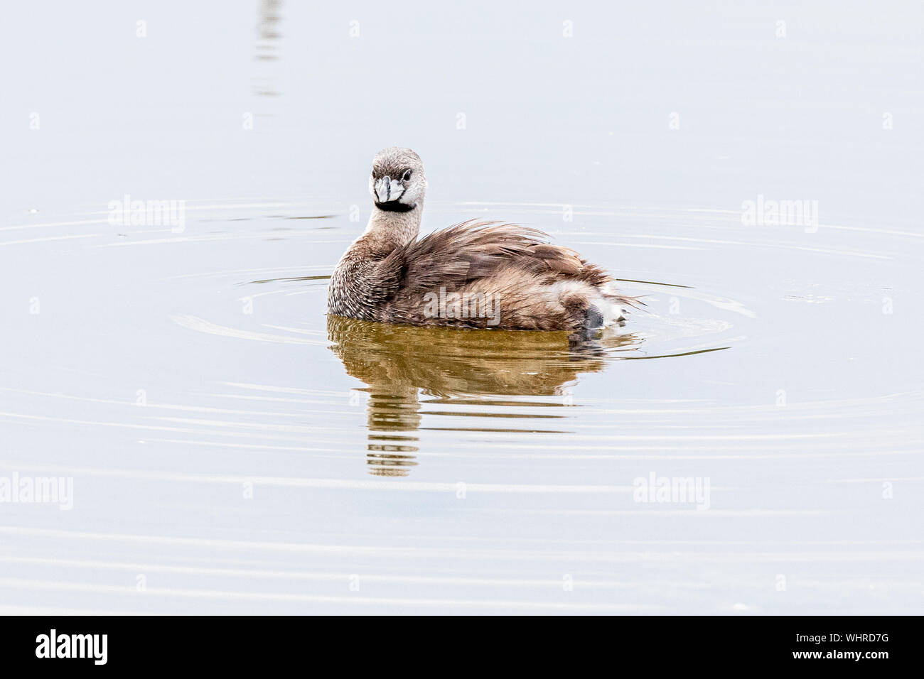 Pied-fatturati svasso nuotare intorno al Green Cay Wtlands Foto Stock