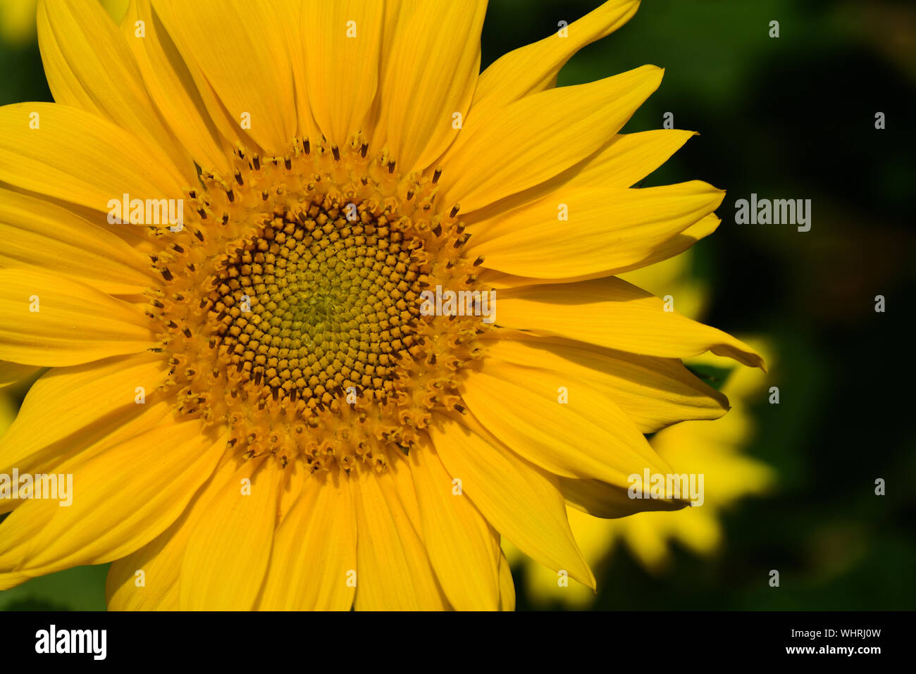 Primo piano di una singola brillante giallo girasole di fioritura e di fronte a uno sfondo scuro Foto Stock