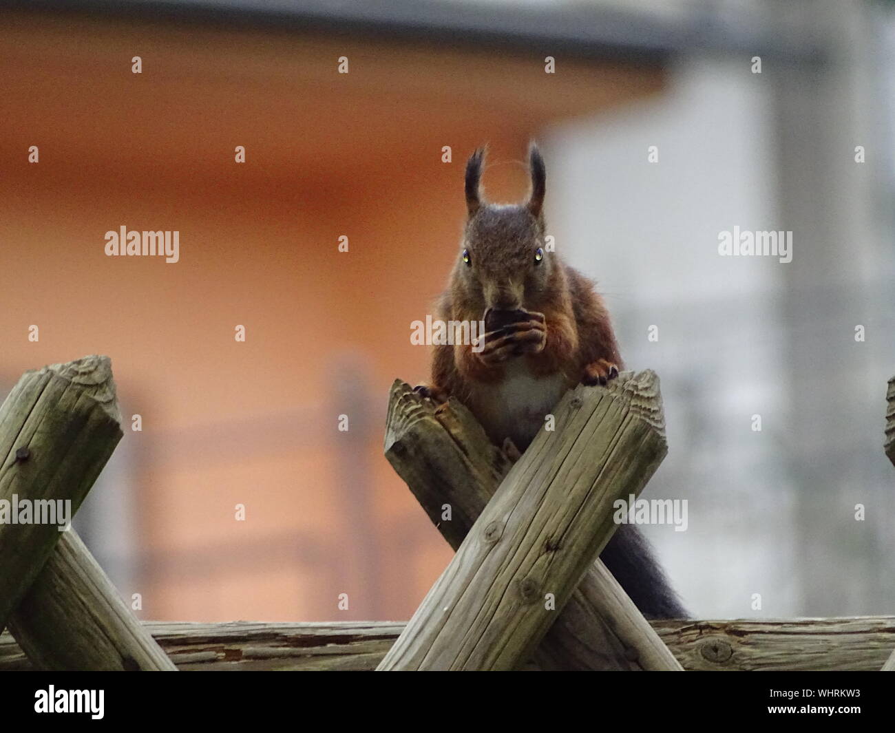 Close-up di scoiattolo rosso mangiare sul posto di legno Foto Stock