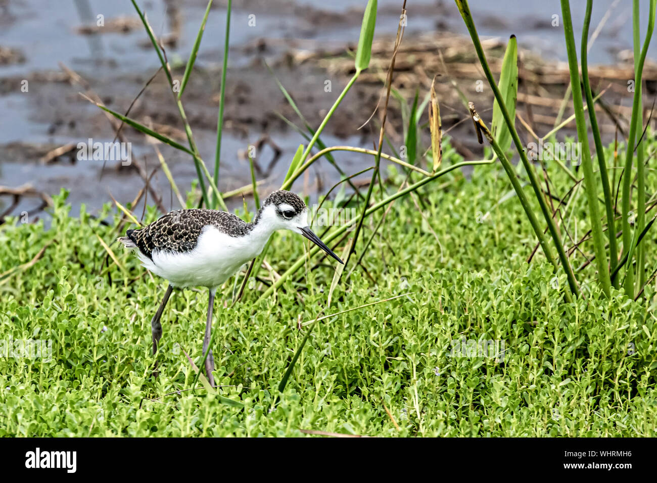 Neonata nero a collo Stilt seguenti daddy Foto Stock