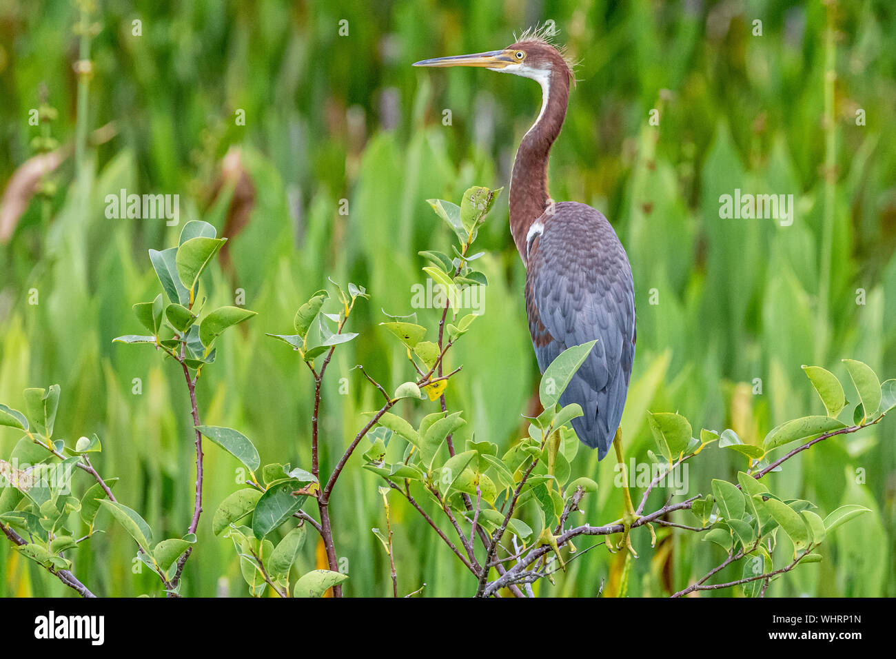 I capretti tricolore Heron appollaiate su una boccola Foto Stock