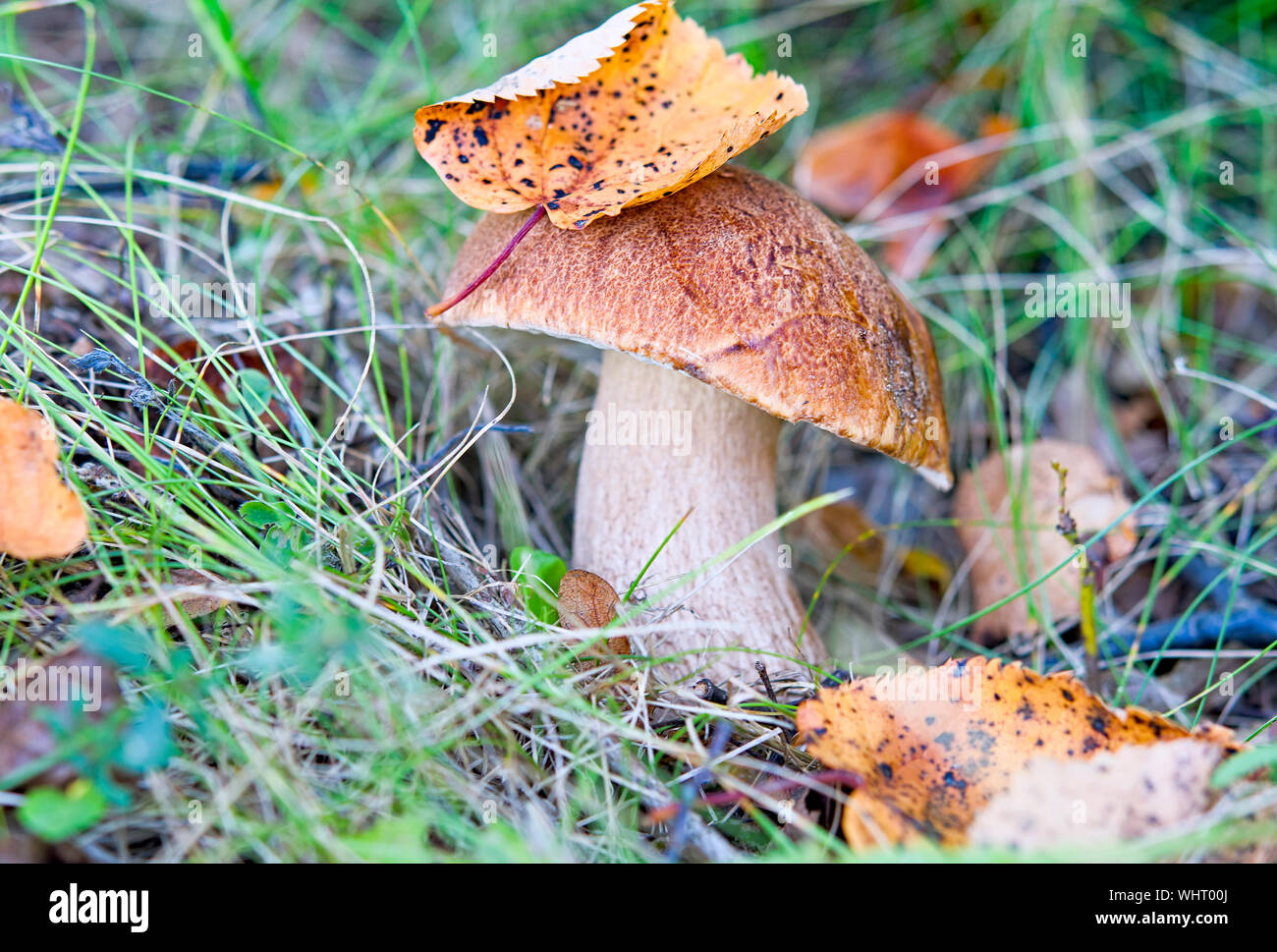 Tagliare i funghi nei boschi. Fungo boletus edilus. Bianco di popolare i funghi porcini in foresta. Foto Stock