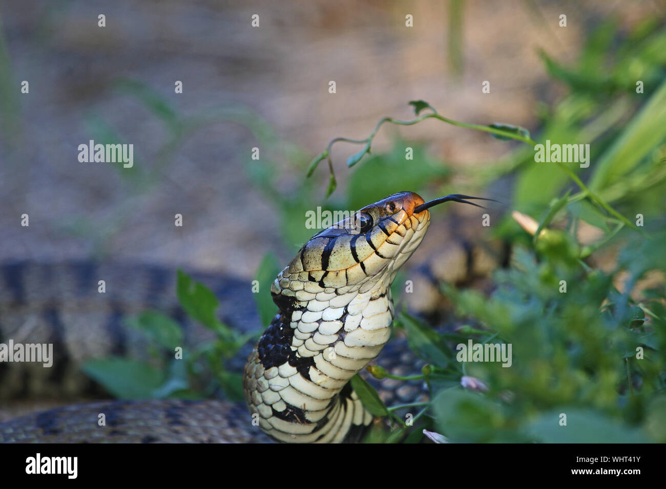 Molto vicino la biscia sibili Eurasian biscia o natrix natrix spesso chiamato inanellato o acqua serpente con una lingua biforcuta in Italia Foto Stock