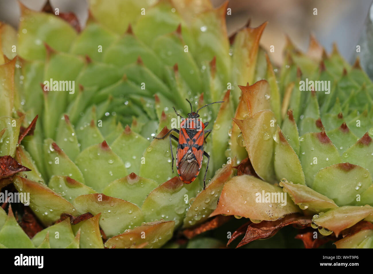 Rosso e nero latino bug spilostethus pandurus simile a lygaeus equestris ma con più contrassegni distinti su una casa porri impianto in estate in Italia Foto Stock