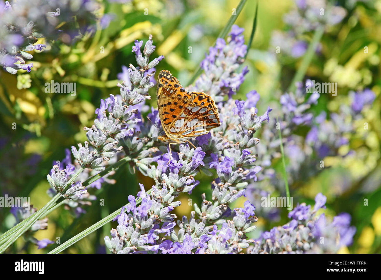 La regina di Spagna fritillary butterfly latino issoria lathonia alimentazione su una boccola di lavanda lavandula latina in estate in Italia Foto Stock