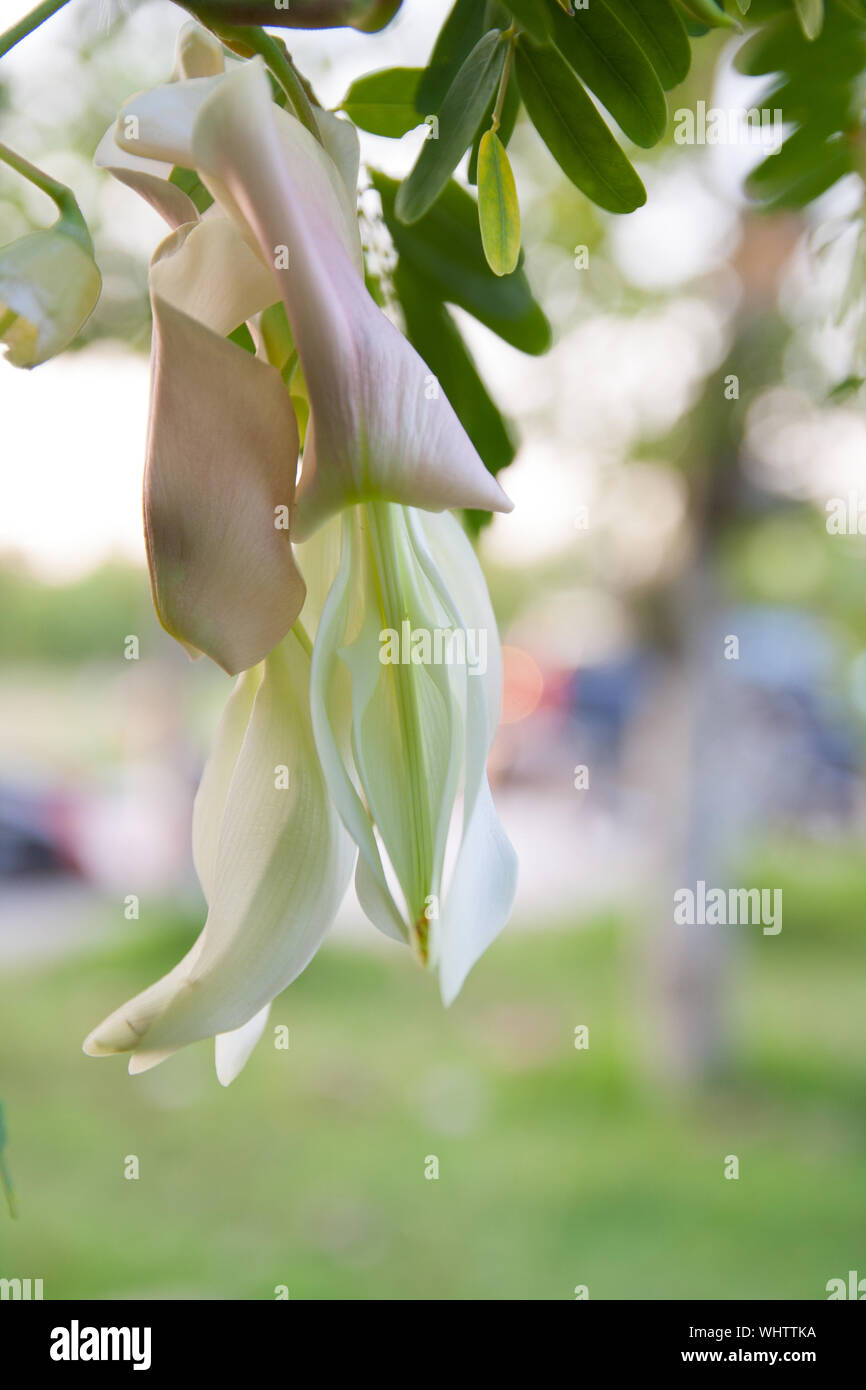 Ronzio vegetali uccello, Sesbania grandiflora, agasta sull albero. Foto Stock