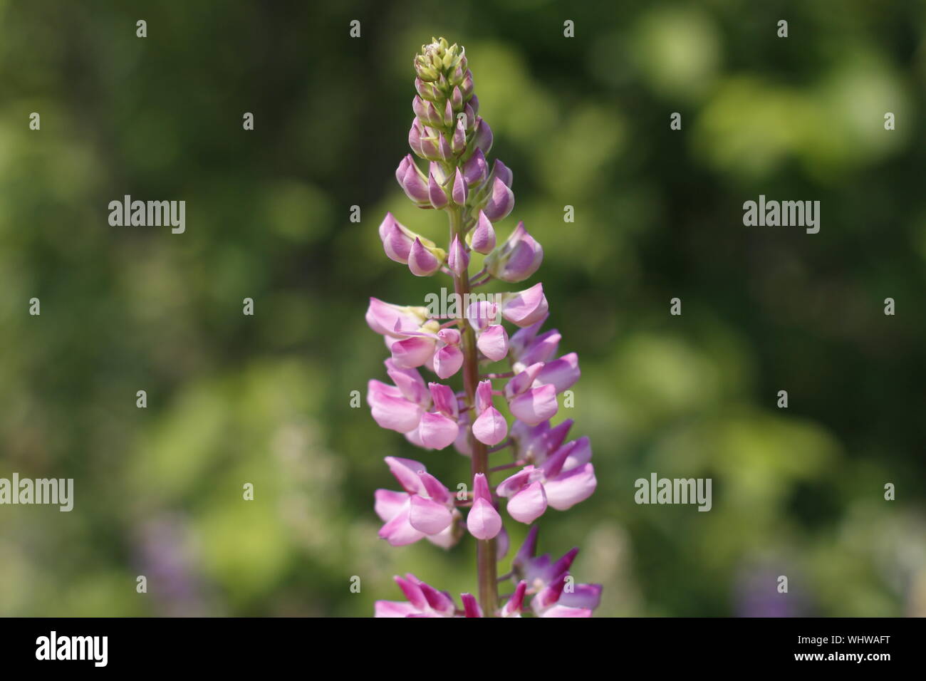 Un fiore di lupino in primo piano. Fioritura di Fiori di lupino. Campo di lupini. Viola e rosa di lupino in prato. Foto Stock