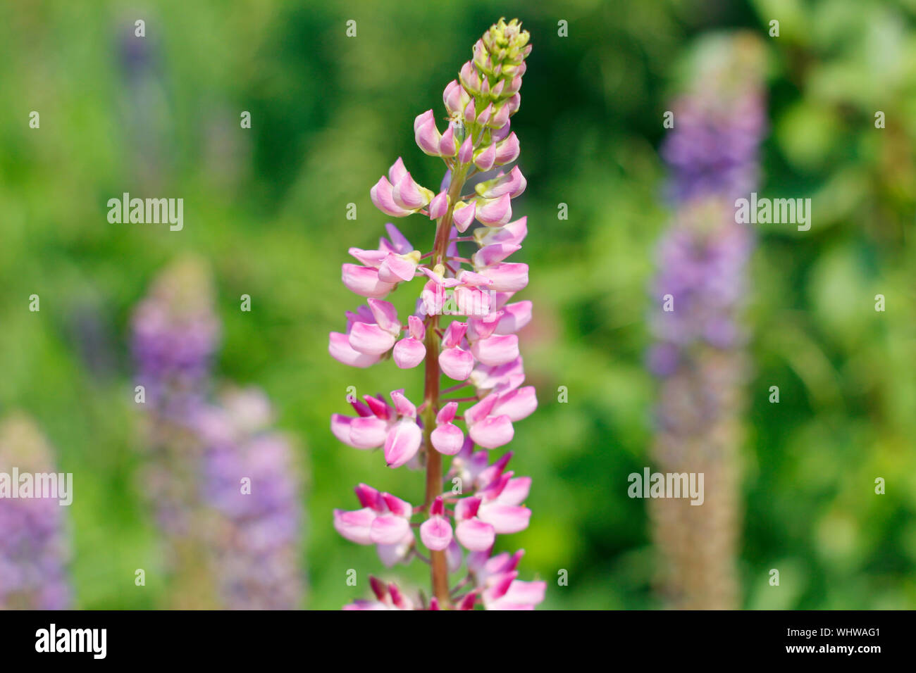 Un fiore di lupino in primo piano. Fioritura di Fiori di lupino. Campo di lupini. Viola e rosa di lupino in prato. Foto Stock