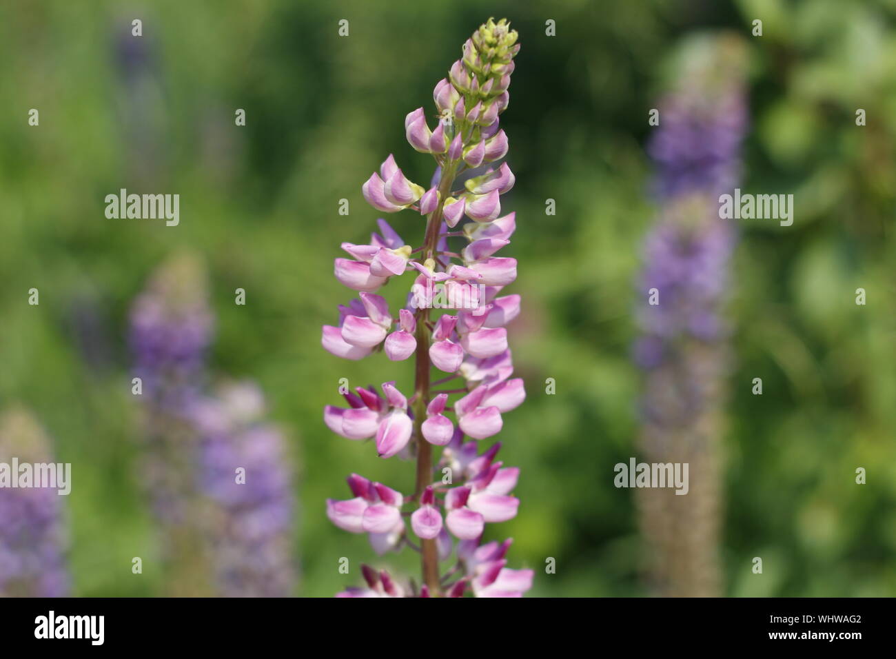 Un fiore di lupino in primo piano. Fioritura di Fiori di lupino. Campo di lupini. Viola e rosa di lupino in prato. Foto Stock