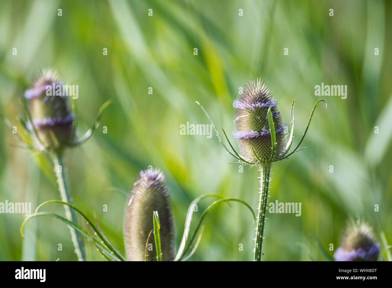Thistle capi sulla spira in teasels. Foto Stock