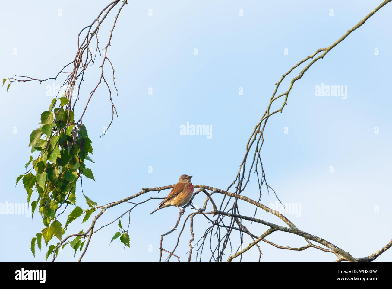 Linnet comune (linaria cannabina), incorniciato da rami contro un nuvoloso cielo blu. Foto Stock