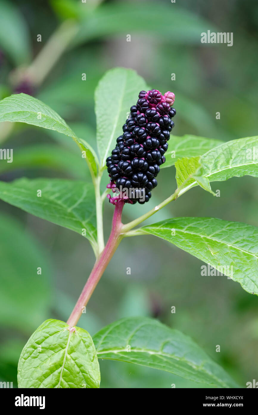 Frutti di Bosco autunnale di phytolacca americana, noto anche come American pokeweed, pokeweed, poke sallet o insalata di poke Foto Stock