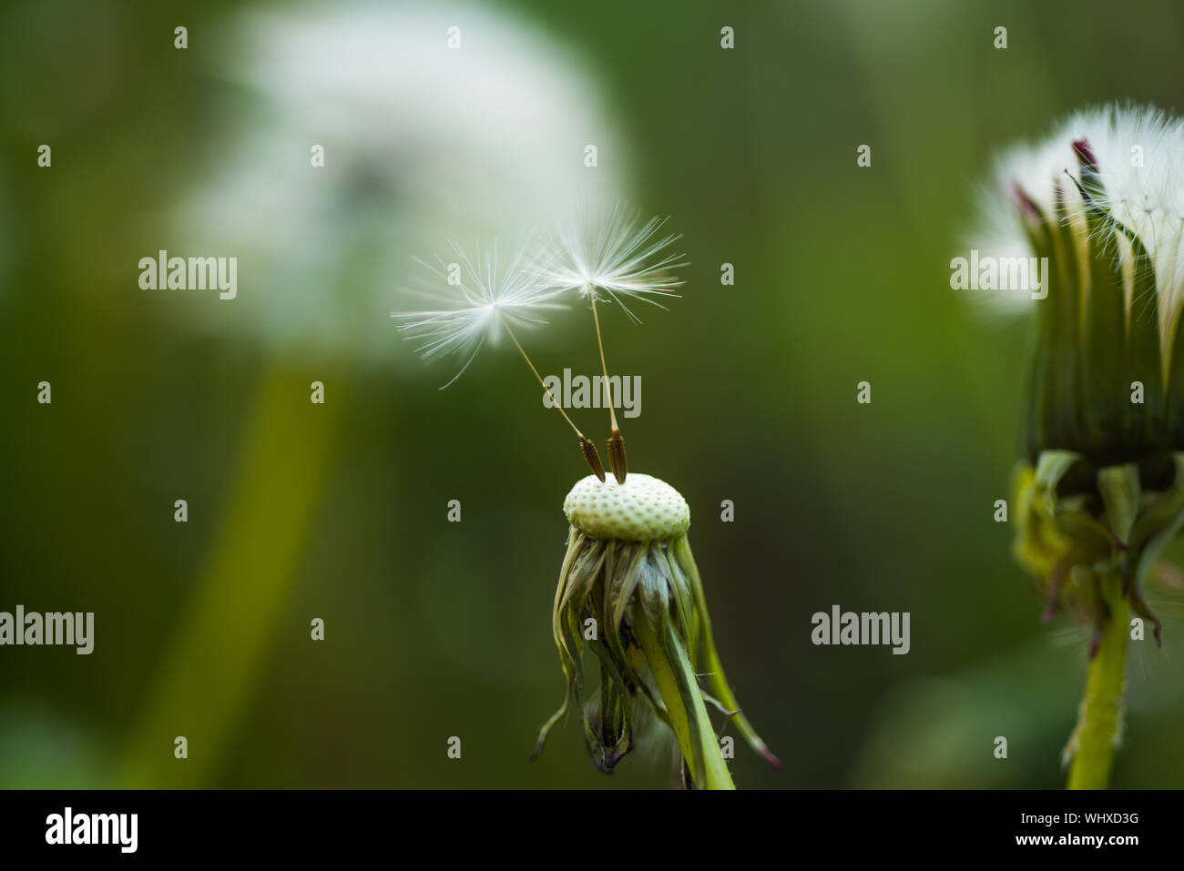 Natura intatta. Taraxacum fiore di natura orizzontale. Wild tarassaco sul giorno di estate. Tarassaco Sementi di fiori di soffiatura. Blowball. Estate Natura. Flowe Foto Stock