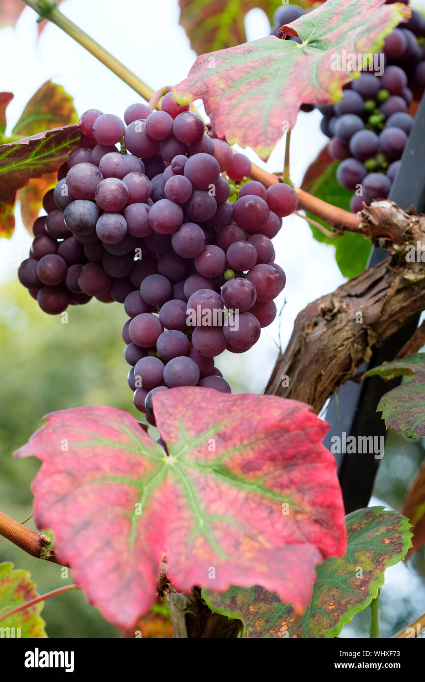 Close-up di Vitis Schuyler uva o di Vitigno Schuyler tavolo blu uva che cresce sulla vite Foto Stock