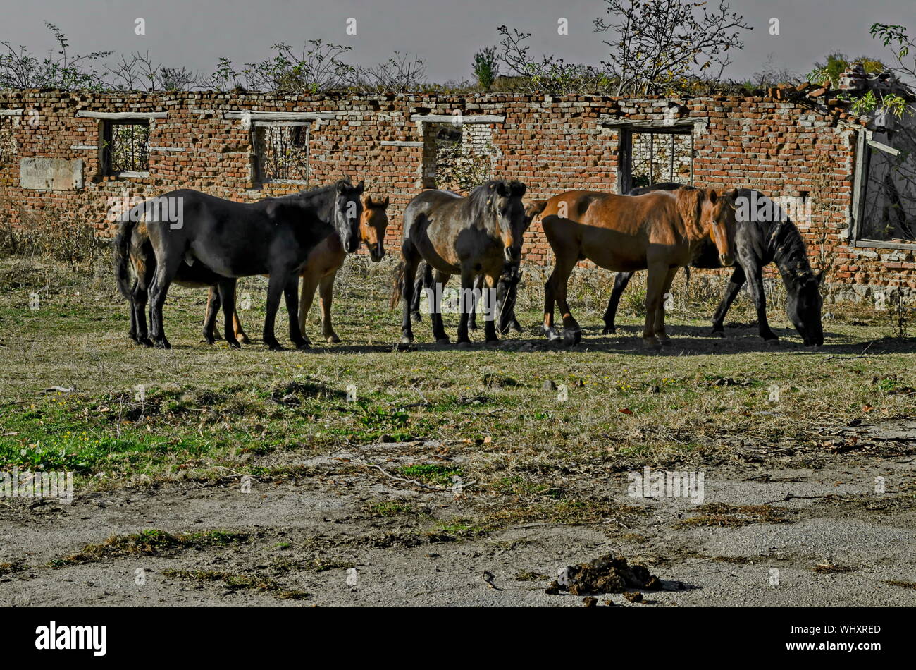 Resti di un edificio abbandonato di un ex cooperativa e cavalli selvaggi nel villaggio Zhrebchevo, Bratsigovo comune, montagne Rodopi, Bu Foto Stock