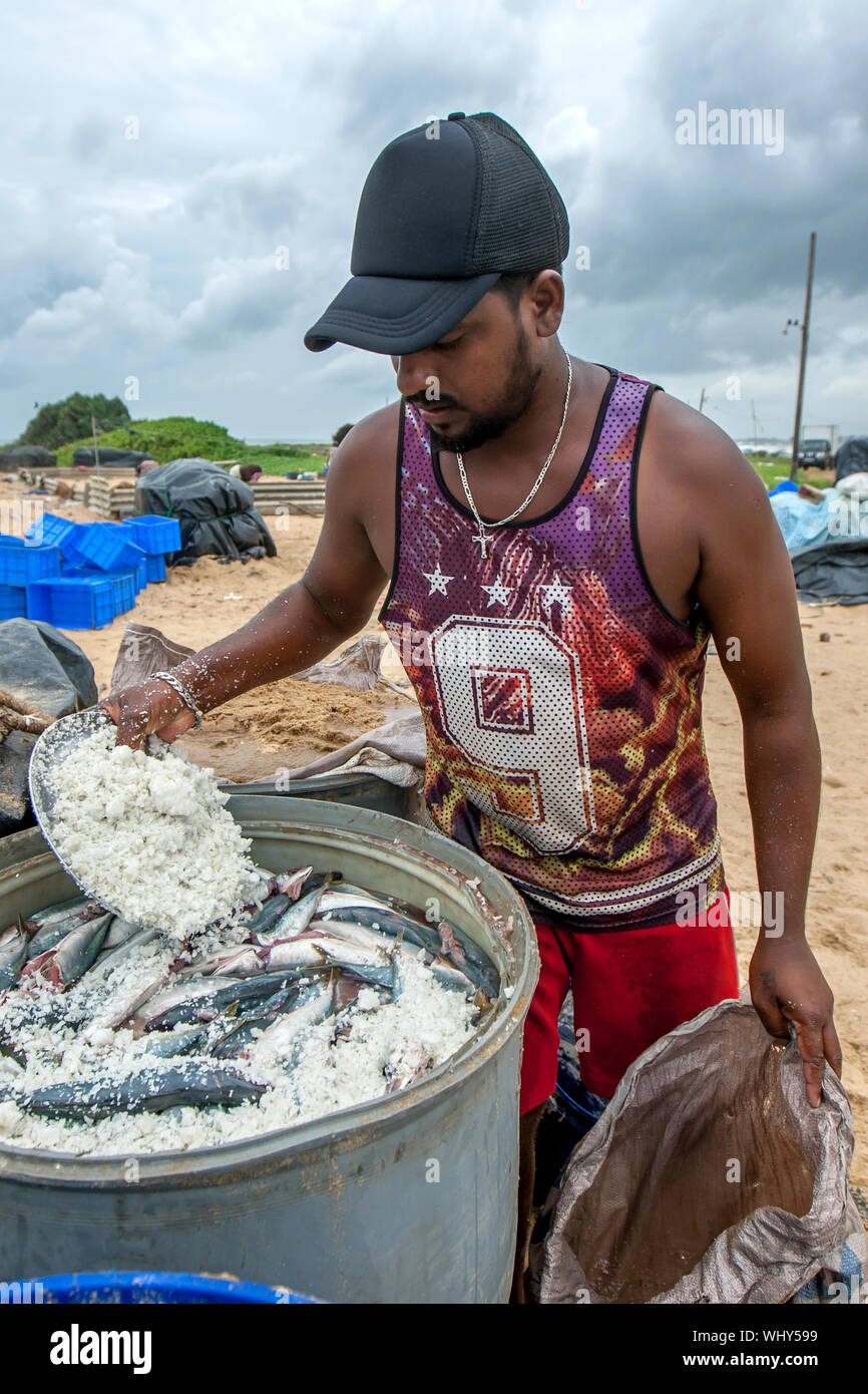 Un pescatore di immissione di sale senza visceri di pesce sardine all'interno di un tamburo sulla spiaggia di Negombo in Sri Lanka. Foto Stock