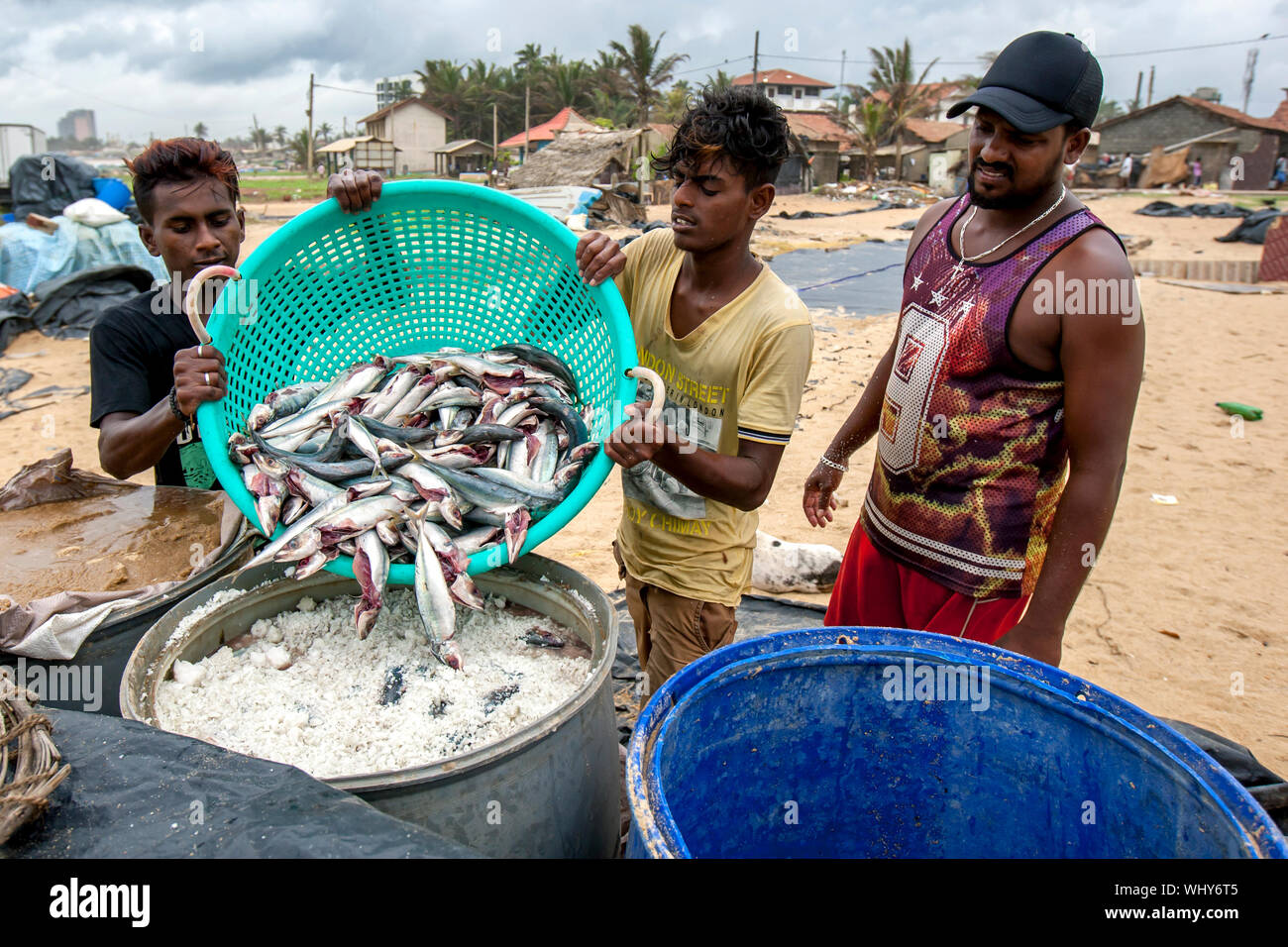 I pescatori di trasferire senza visceri sardine pesce da un cestello in una salatura tamburo sulla spiaggia di Negombo in Sri Lanka. Foto Stock