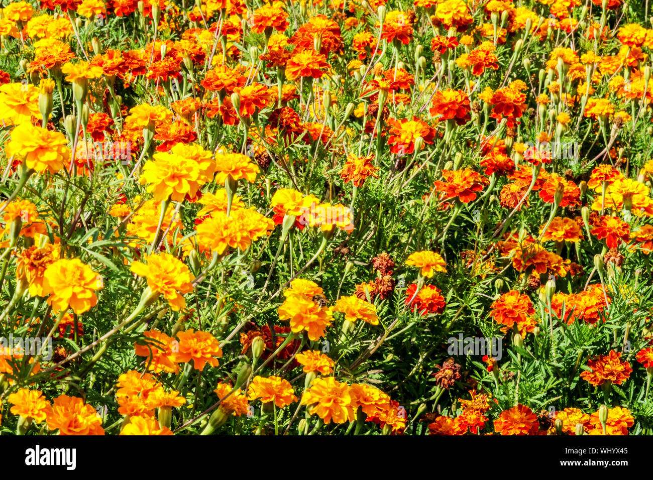 Letto francese di fiori marigold, piante annuali, fiori gialli-arancioni arance biancheria da letto marigolds Foto Stock