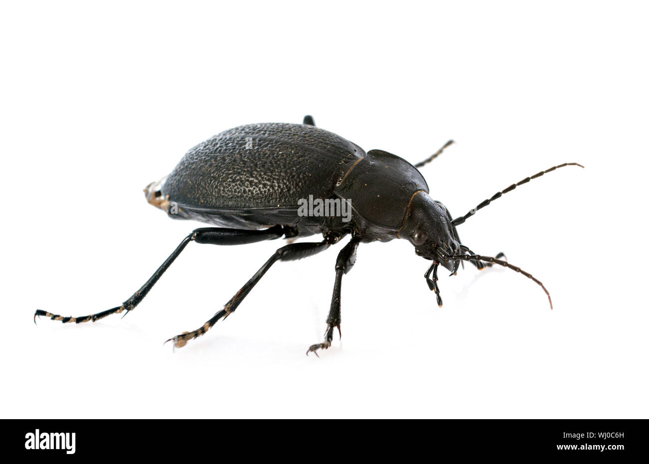 Carabus coriaceus davanti a uno sfondo bianco Foto Stock