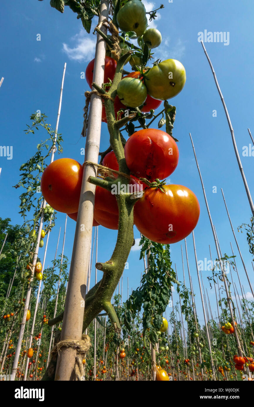 Solanum lycopersicum maturazione del pomodoro su vite, fila di piante, coltivare la pianta dei pomodori contro il cielo blu Foto Stock