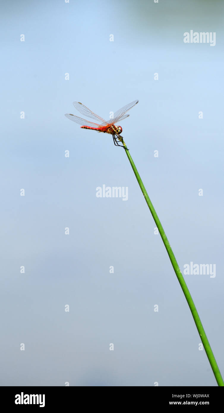 Un singolo, arancione dragonfly su un ramo con un cielo blu sullo sfondo. Fotografato in Israele nel mese di agosto Foto Stock