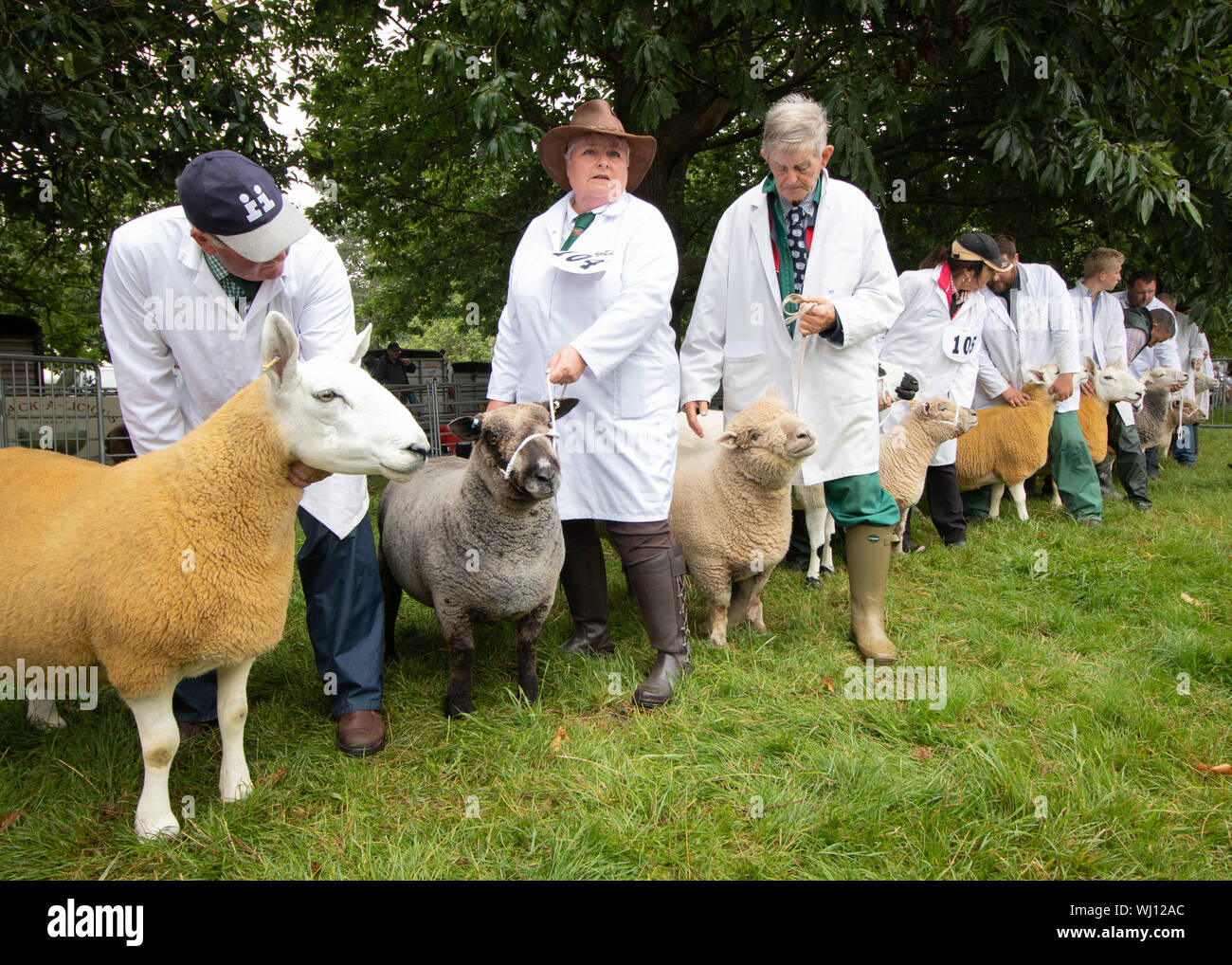 Pecore a giudicare che si svolgerà presso il paese Canwell mostrano in Staffordshire Foto Stock