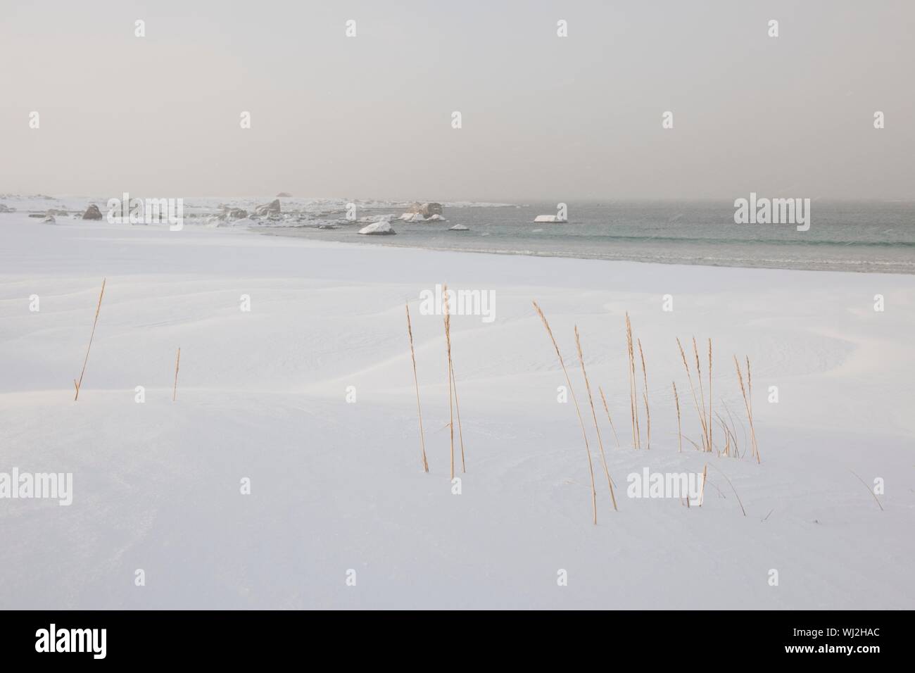 Reeds crescono vicino a Ramberg in Flakstadoya Loftofen isole Norvegia Foto Stock