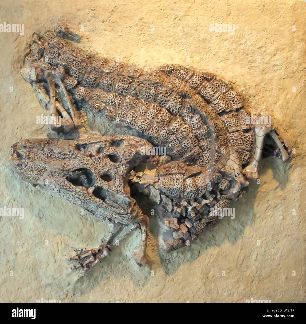 Fossile di coccodrillo al Museo Americano di Storia Naturale, Manhattan Foto Stock