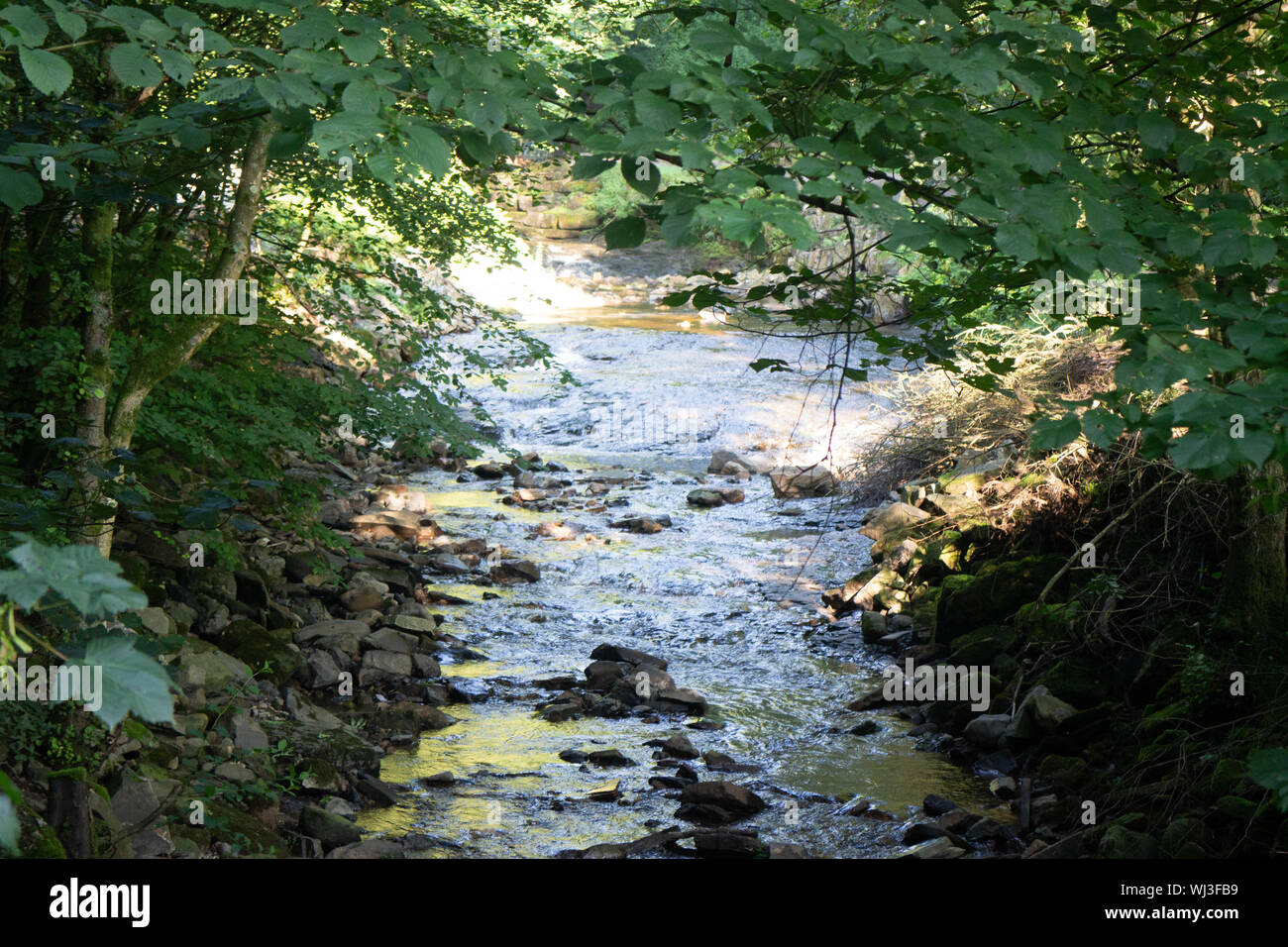 Stream se gli alberi Foto Stock