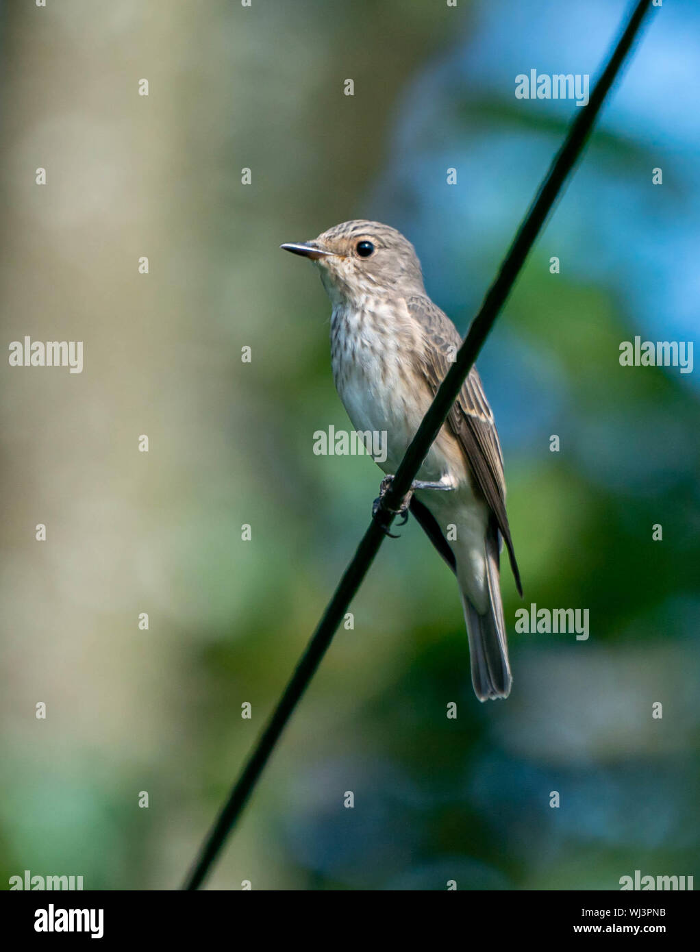 Lesser spotted fly catcher Foto Stock