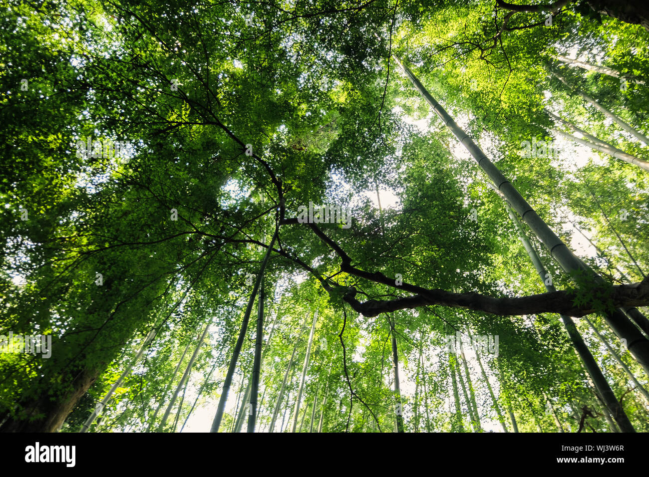 Tranquillo e gli alberi di bambù paesaggio nella foresta di bamboo giappone arashiyama Foto Stock