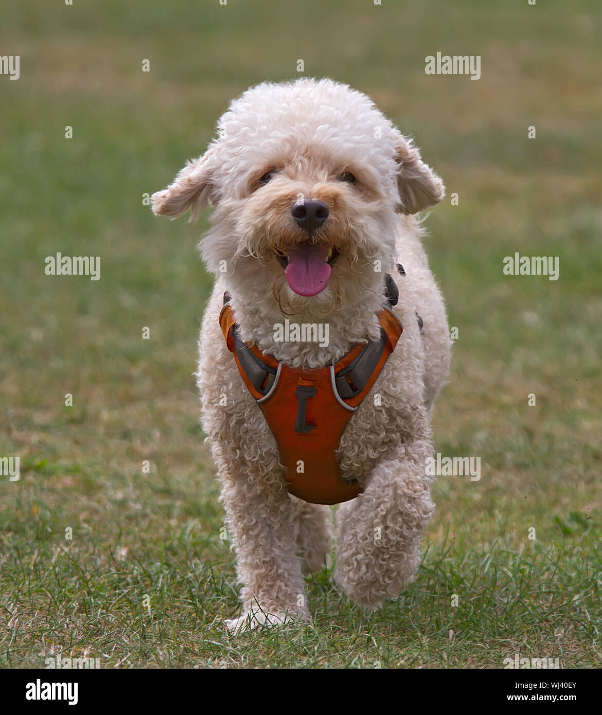 Vista frontale di un simpatico cane a piedi Foto Stock
