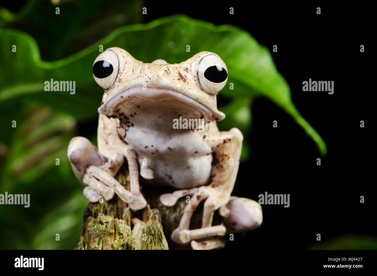 Borneo Eared Rana - Adulti (Polypedates otilophus) Foto Stock