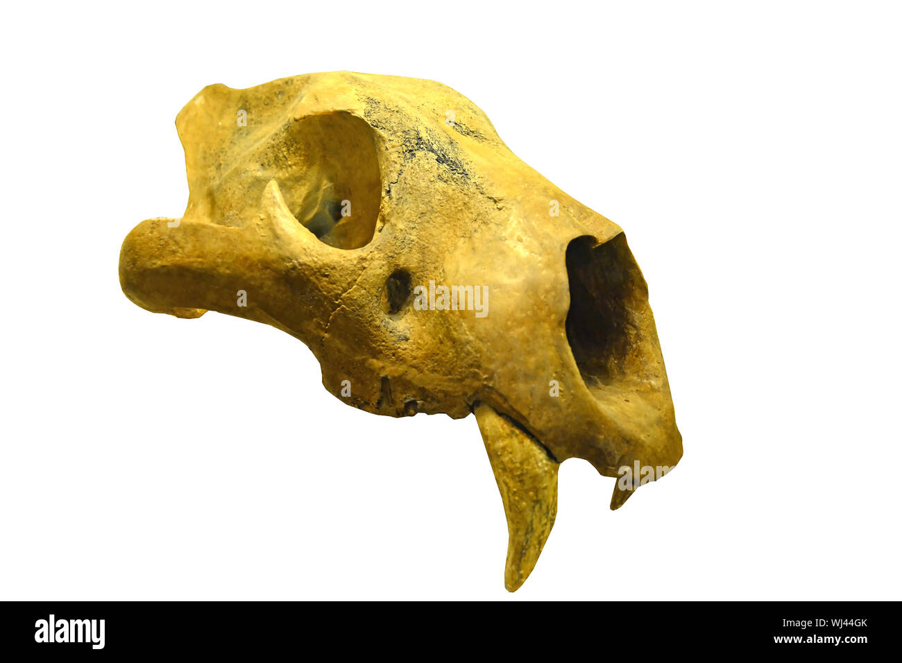 Una grotta europea lion (panthera spelea) cranio dell'ultima era glaciale con immensa denti canini. Isolati contro uno sfondo bianco Foto Stock