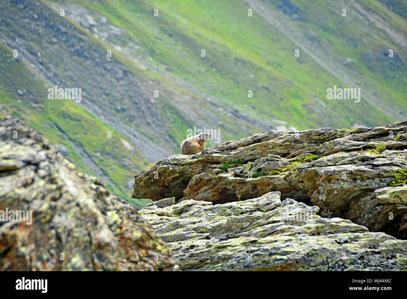 Una marmotta continua a guardare fuori per la sua famiglia, seduto su una grande lastra di granito in montagna Foto Stock