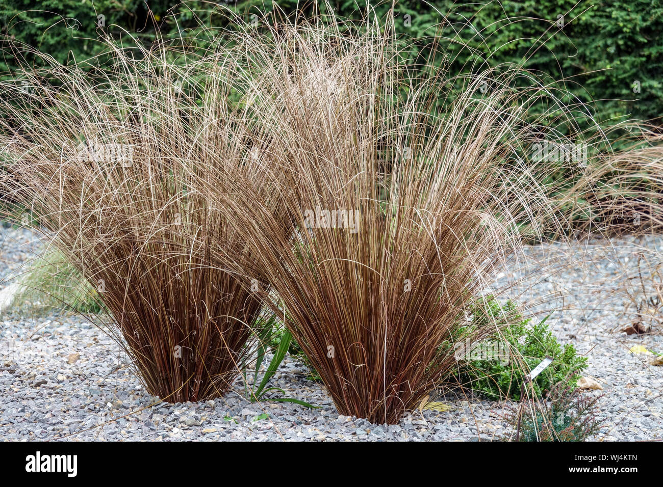 Leatherleaf Sedge Carex buchananii "Red Rooster" Clumps Garden Modern Grass Growing in Gravel Carex "Red Rooster" Modern Garden Grasses Ornamental Foto Stock