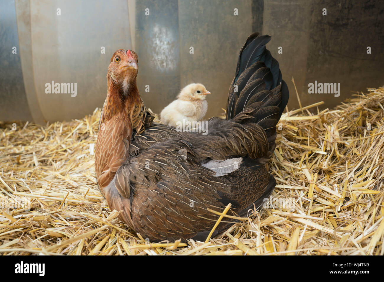Pulcino di bambino seduto sulla sommità della gallina in paglia Foto Stock