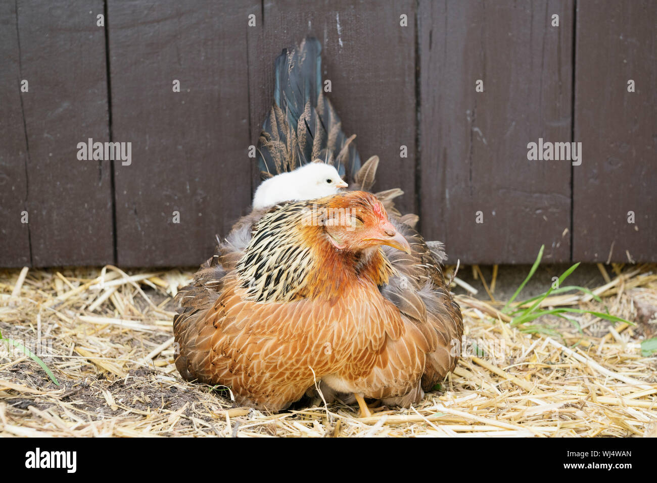 Pulcino di bambino recante sulla sommità della gallina in paglia Foto Stock