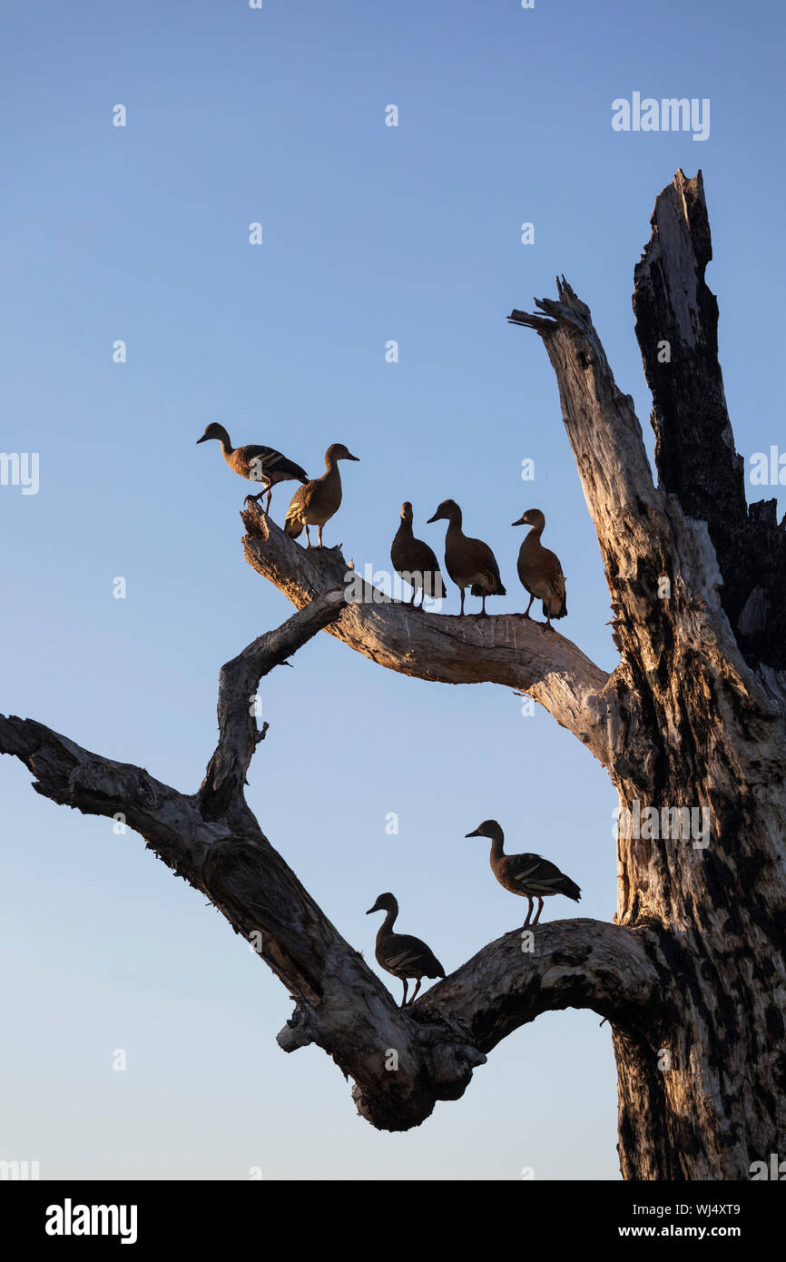 Gli uccelli arroccato su rami di albero morto, Kakadu National Park, Australia Foto Stock