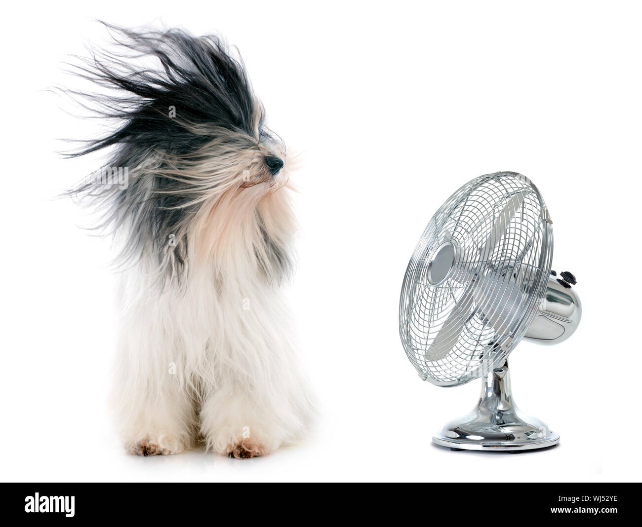 Dog wind fan immagini e fotografie stock ad alta risoluzione - Alamy